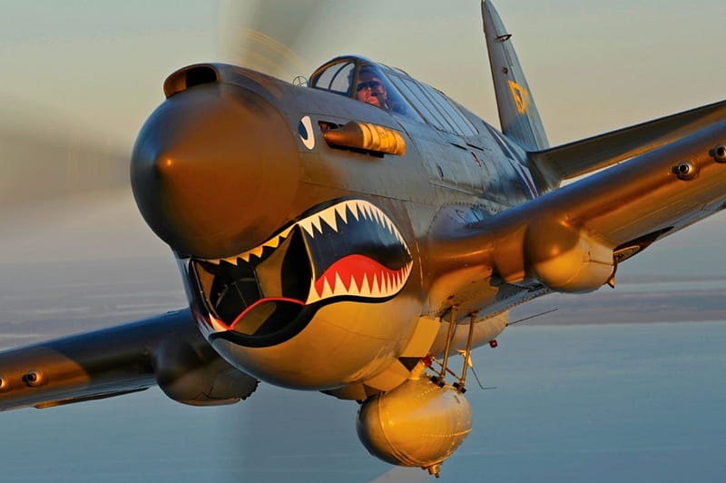 Shark Attack, Flying Tigers, P-40, P40, Warbird, HD wallpaper