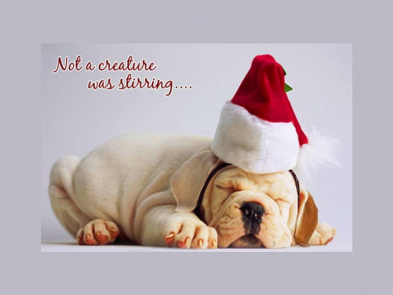 Not a creature was stirring, cute, Santa hat, sleeping, puppy, HD wallpaper