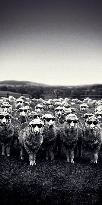 30k Black Sheep Pictures  Download Free Images on Unsplash