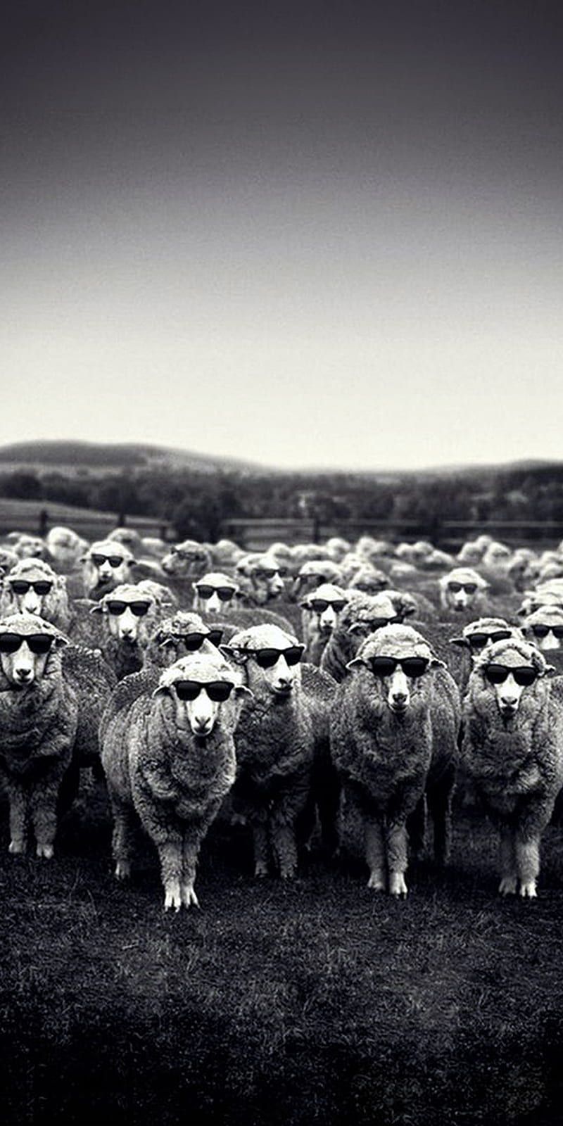 Sheep, black, sunglasses, HD phone wallpaper
