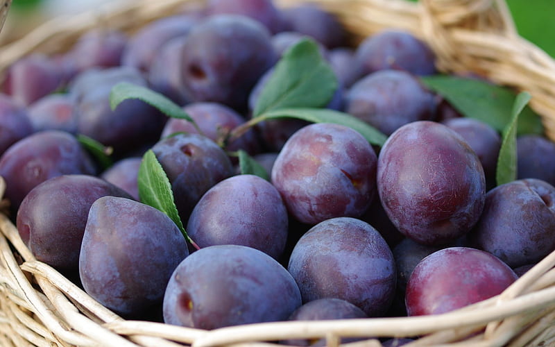 plums, fruit, harvest, plate with plums, HD wallpaper