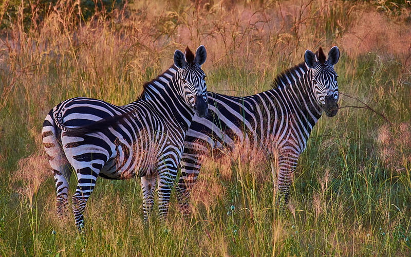 zebra, sunset, evening, africa, striped animals, HD wallpaper