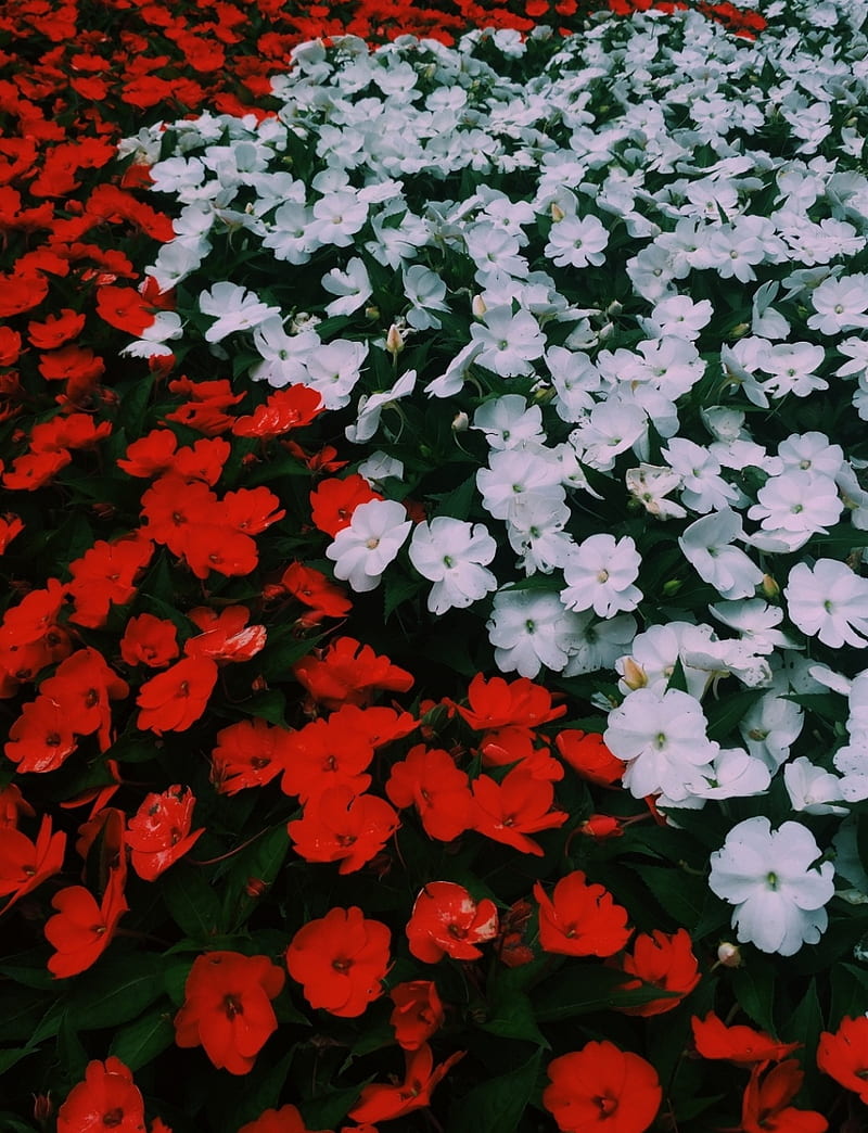 Flores mistas , brancas, flor mista, flowers, flores brancas, flores vermelhas, iphone, juliana brito, , rosas, HD phone wallpaper