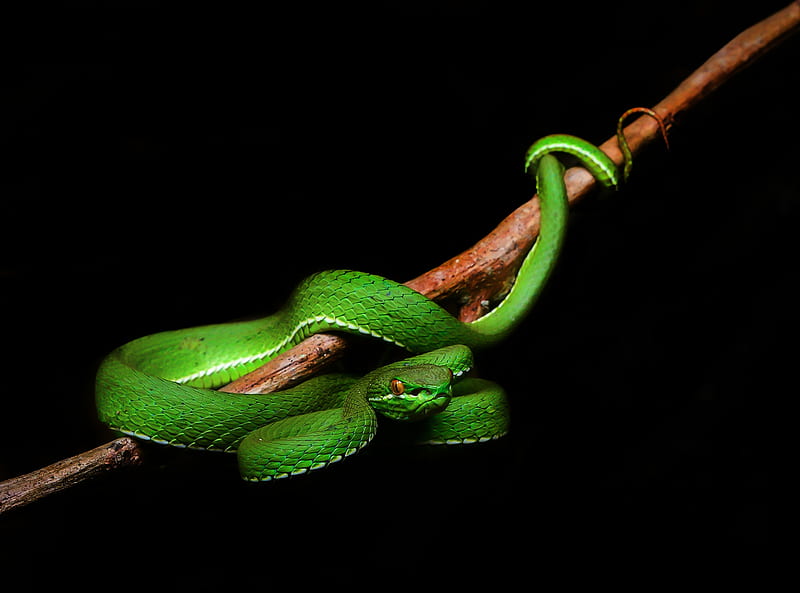 White Lipped Pit Viper Venomous Snake Male,... Ultra, Animals, Reptiles & Frogs, Forest, Snake, fauna, venomous, greensnake, HD wallpaper