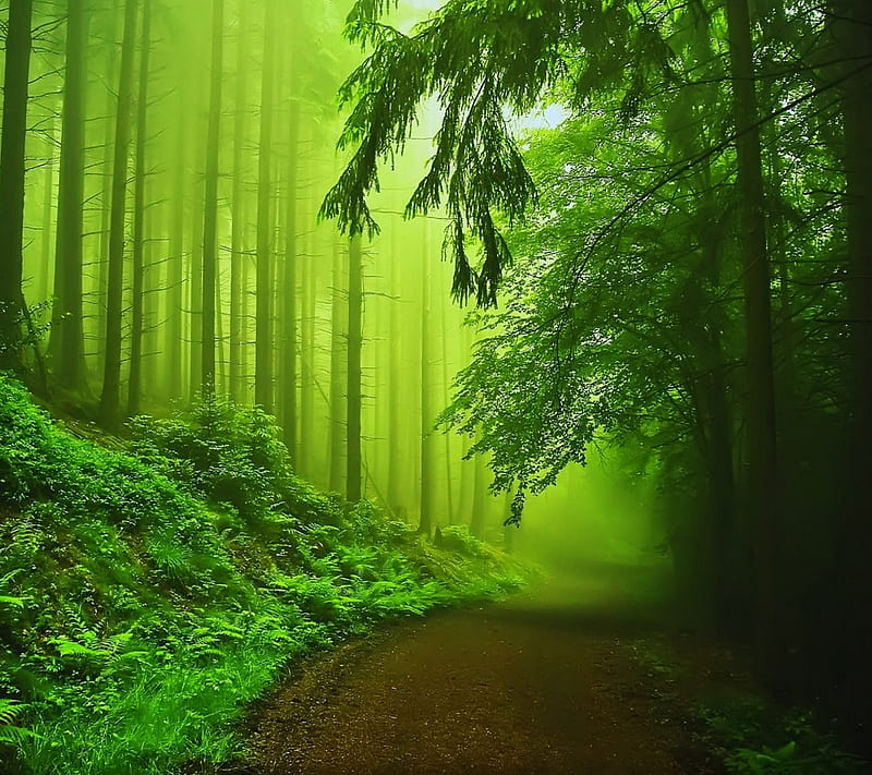 Green Nature, foggy, forest, jungle, mist, road, trees, HD