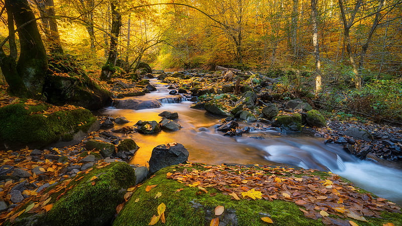 Forest With Water Stream And Rocks Between Trees Nature, HD wallpaper