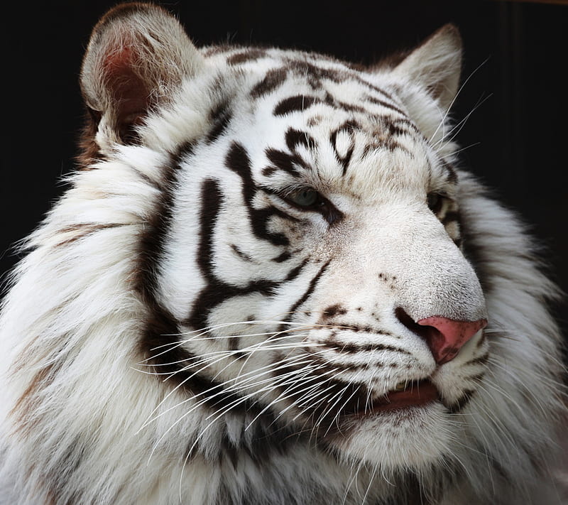 White Tiger, big cats, carnivor, felines, predators, HD wallpaper