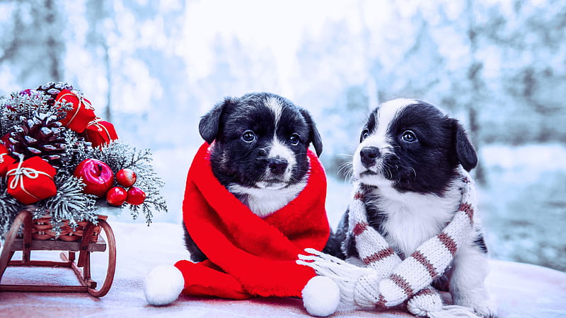 Two Black White Puppies Are Sitting Near Sled With Christmas Ornaments Wearing Red White Mufflers Puppy, HD wallpaper