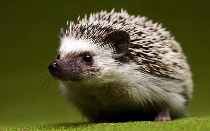 Hedgehog and Background, Cute Porcupine, HD wallpaper