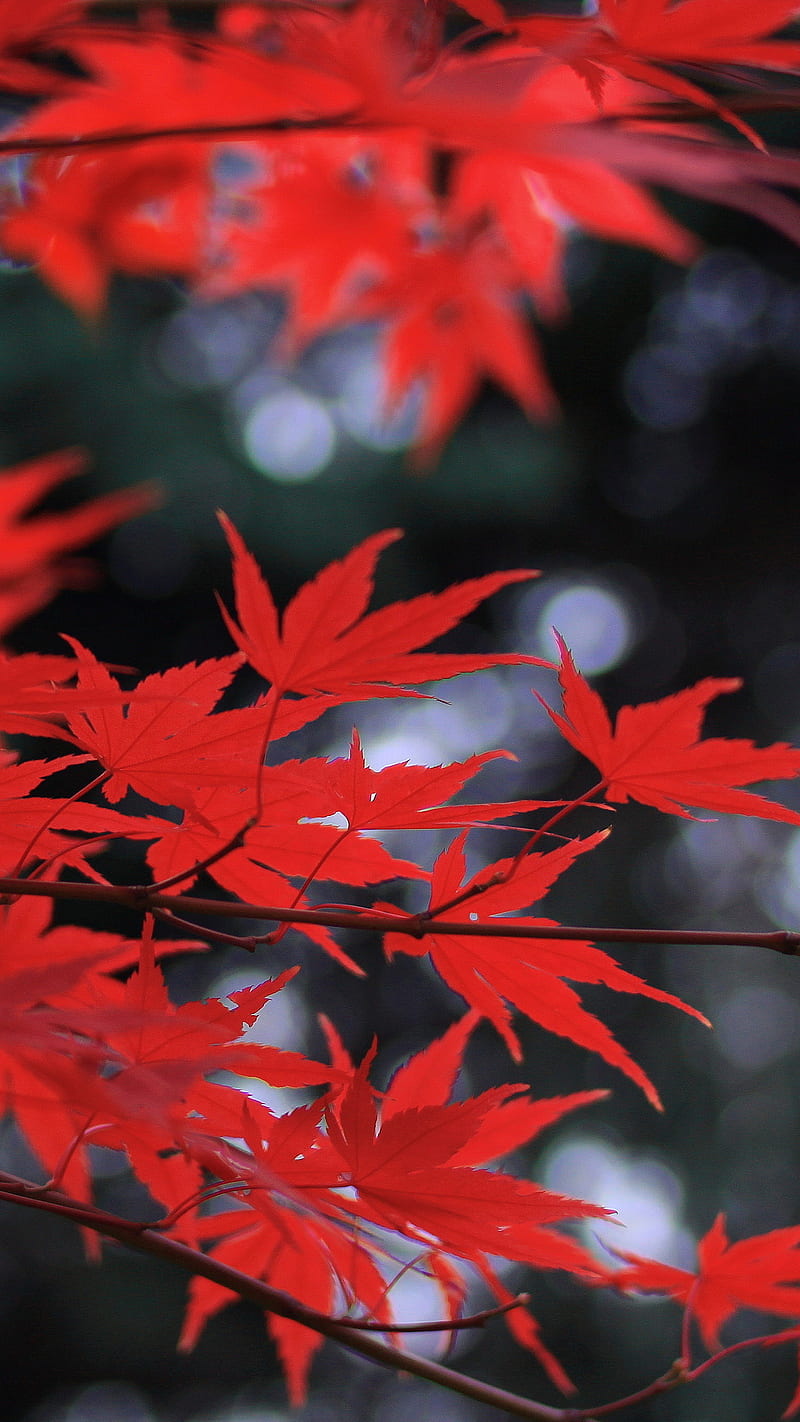 Red leaves, maple leaf, nature, background, lockscreen, HD phone wallpaper  | Peakpx