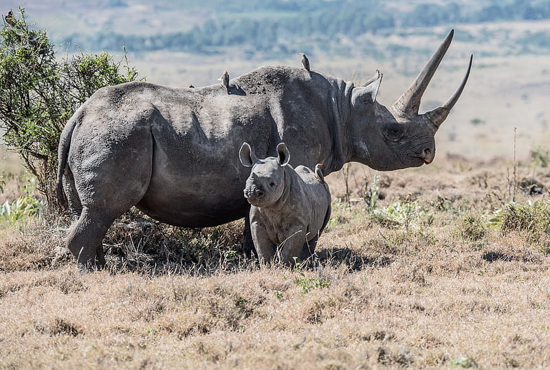 gray rhinoceros parent and offspring on field, HD wallpaper