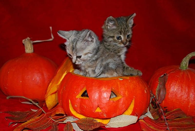 Cute Halloween Kittens, cute, kittens, Halloween, cats, animals, pumpkins, HD wallpaper