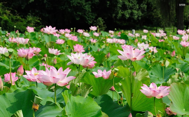 Pink Lotus Flower Field, flower fields, pink lotuses, lotus field, flowers, nature, fields, pink, HD wallpaper