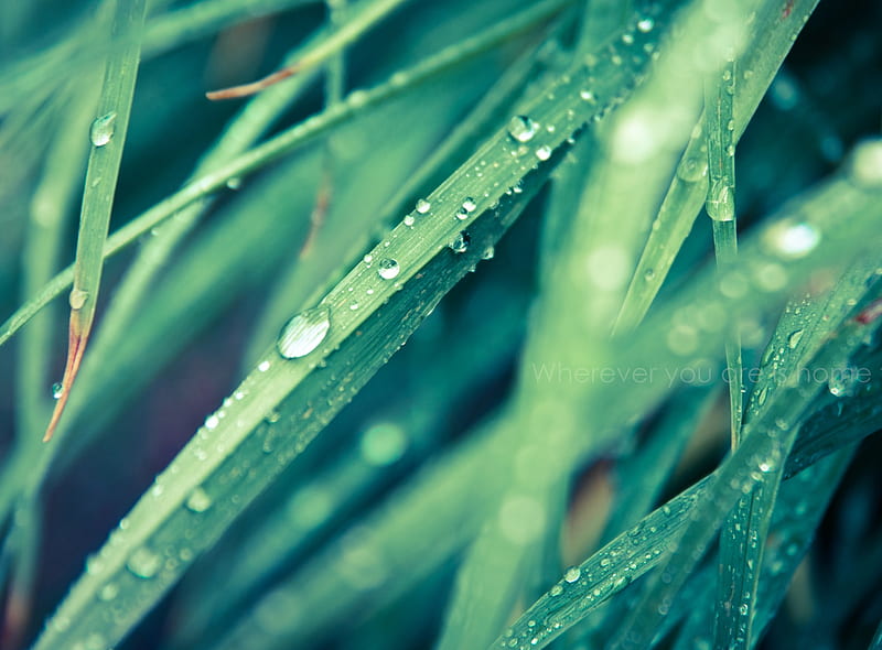 Grass, drops, green, HD wallpaper | Peakpx