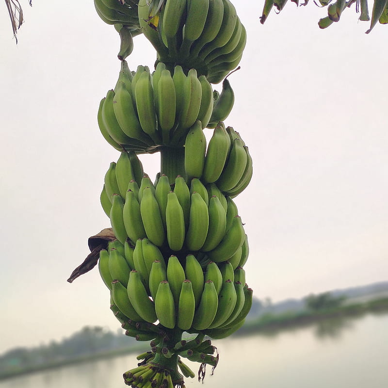 Banana, bananas, fruit, green, nature, HD phone wallpaper