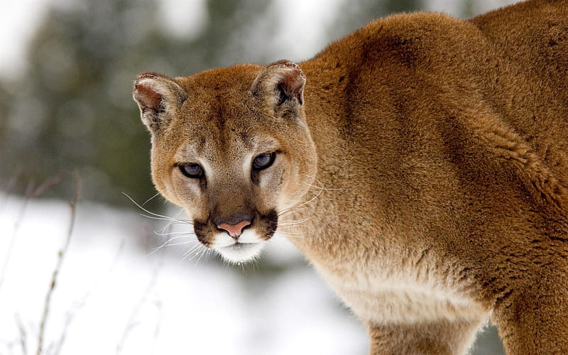 cougar in winter montana-Nature wild animals Featured, HD wallpaper