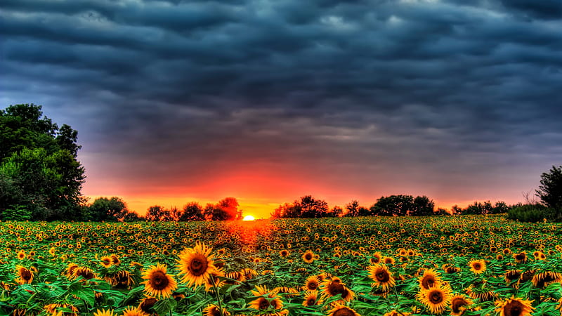 Sunflowers Field Under Gray Sky With Red Sunset Flowers, HD wallpaper