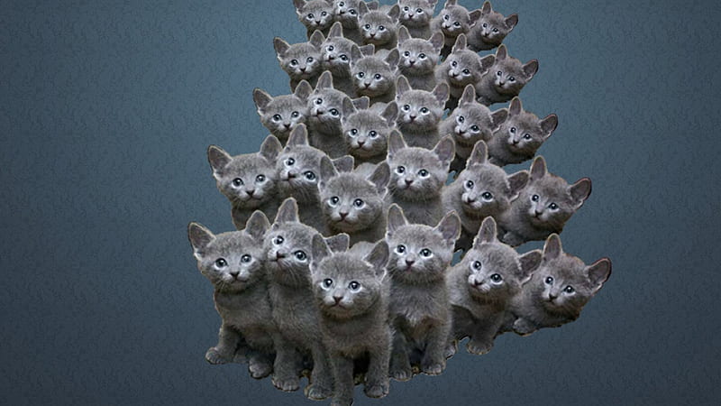 Grey Kittens, gris, kittens, phalanx, Cat, HD wallpaper