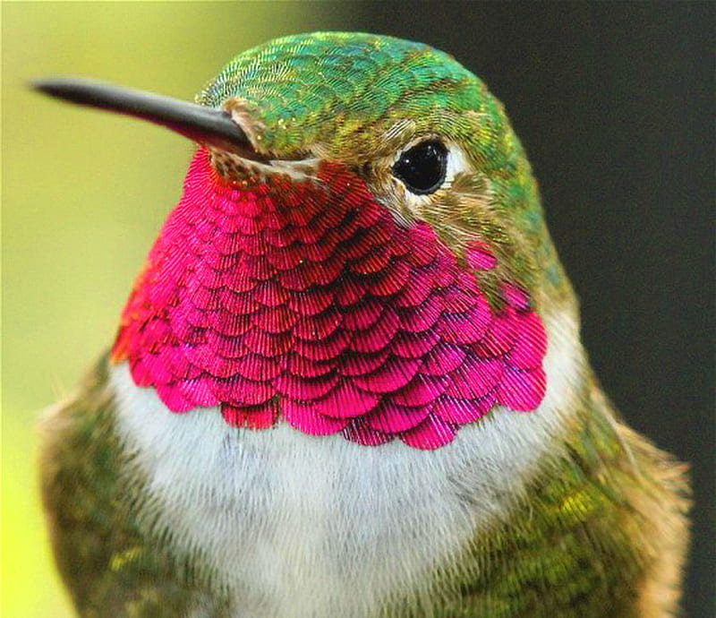 Ruby, red, green, humming bird, ruby throated, white, HD wallpaper