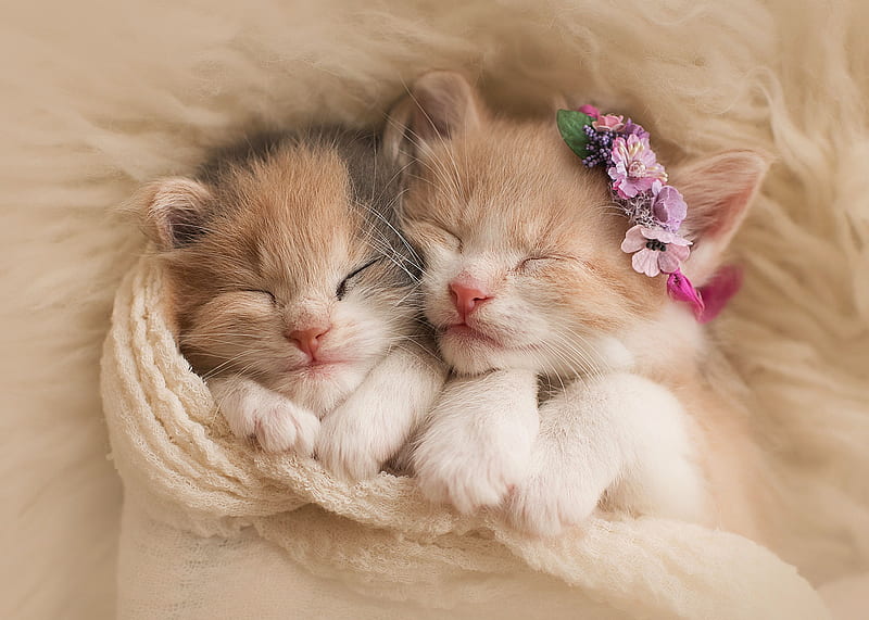 Kittens, kitten, cat, love, sleep, animal, couple, HD wallpaper