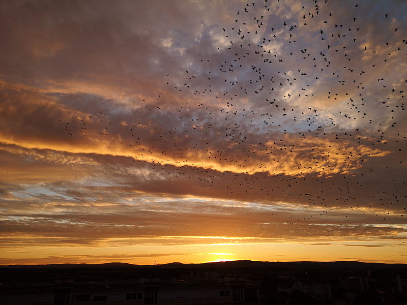 sunset, birds, clouds, sky, evening, HD wallpaper