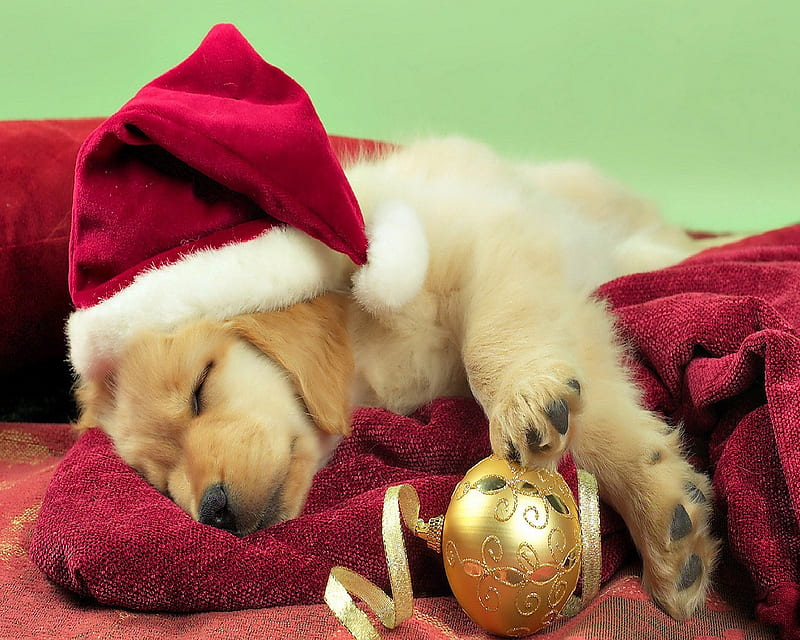 Another Big Lunch, christmas, puppy, HD wallpaper