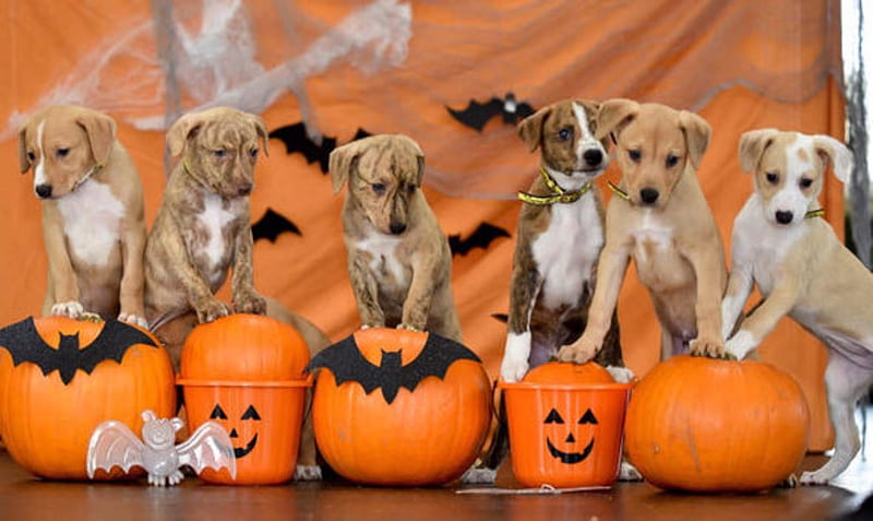 Halloween And Adopt A Dog, Bats, Halloween, Dogs, Animals, Pumkins, HD wallpaper