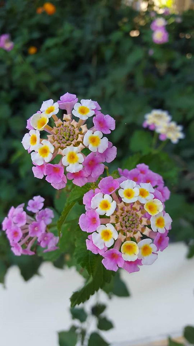 pink flowers, cyprus, garden, nature, white, HD phone wallpaper