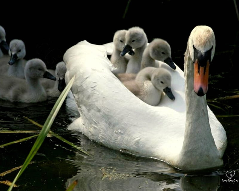 lovely mom, water, duck, ducks, child, white, lake, animals, HD wallpaper