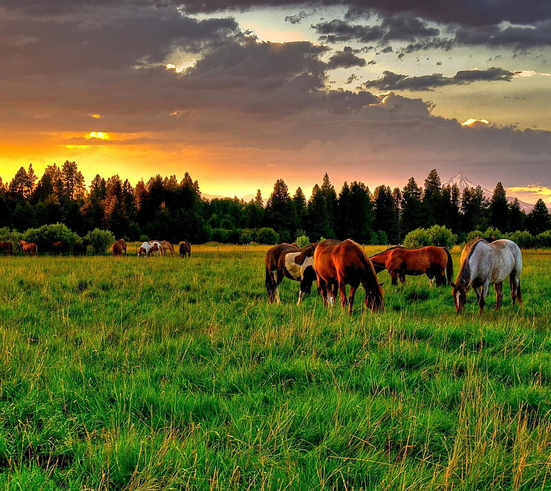 Horses, dh, field, grazing, seseyanoo, sunset, HD wallpaper
