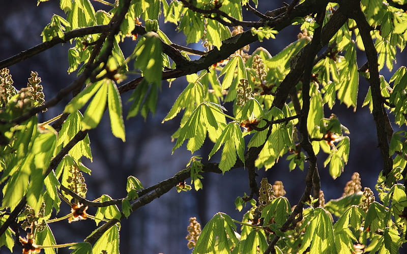 Horse-Chestnut in Spring, tree, leaves, buds, horse-chestnut, HD wallpaper