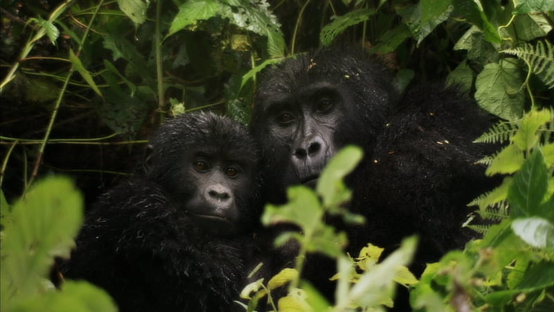 Mother and child, gorillas, Sweet, Nature, Cute, Monkeys, Jungle, Gorilla, primates, HD wallpaper