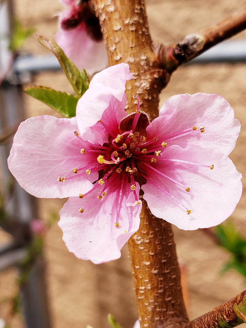 Nectarine Blossom, awesome, bonito, bright, cool, flower, flowers, fruit, nature, graphy, HD phone wallpaper