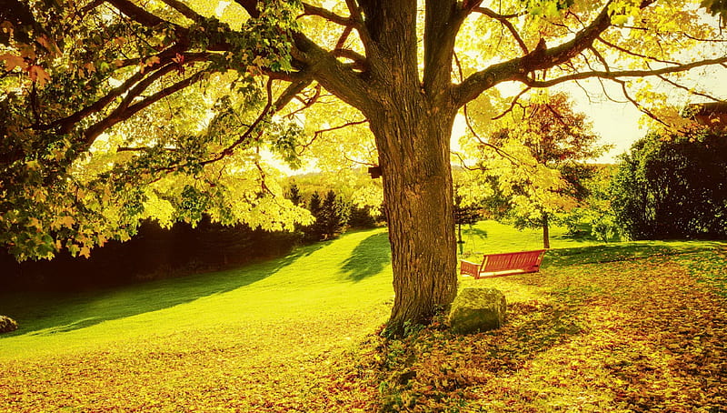 Park in autumn, autumn, tree, swing, golden, grove, park, branches, fall, bonito, walk, HD wallpaper