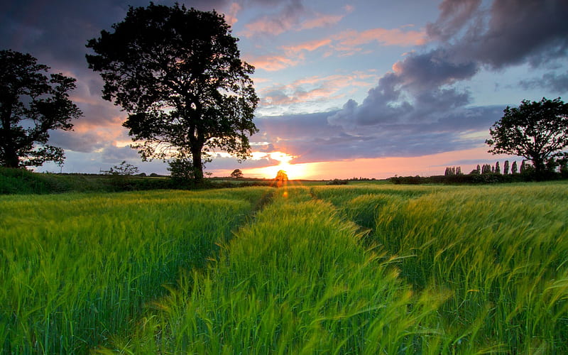 Sunset Over A Grass Field, HD wallpaper