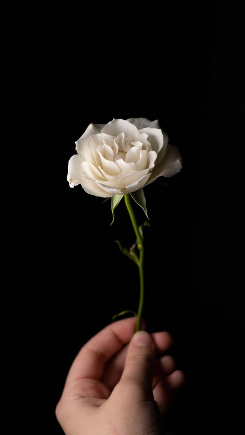 White Rose, awesome, black, brown, flowers, lace, loading, purple, HD phone wallpaper