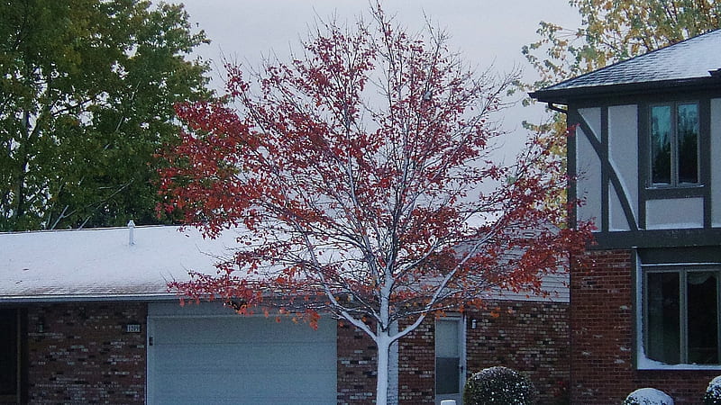 Red and White Tree, Snowfall, Tree, Autumn, Nature, Winter, HD