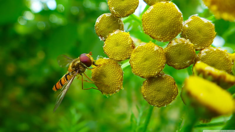 hoverfly, insect, tree, plant, HD wallpaper