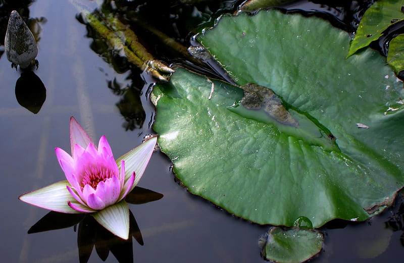 Lotus, pond, lotus leaves, buds, HD wallpaper