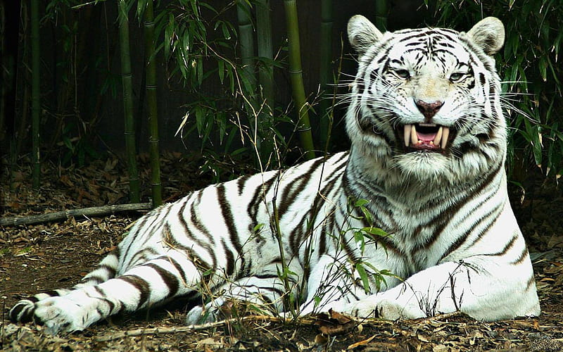 Albino-tiger, nature, tiger, white, eyes, trees, albino, animals, HD wallpaper