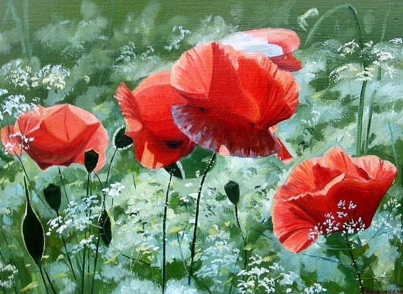 Flower Garden, daisies, leaves, poppies, blossoms, petals, HD wallpaper