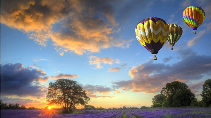 hot air balloons over lavender fields at sunset, balloons, flowers, fields, sunset, clouds, HD wallpaper