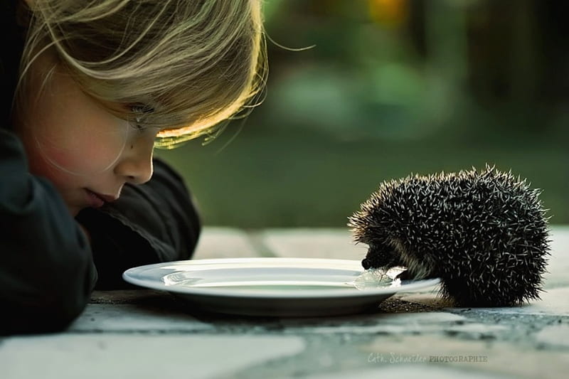 Small Hedgehog, drink milk, little, child, animal, HD wallpaper