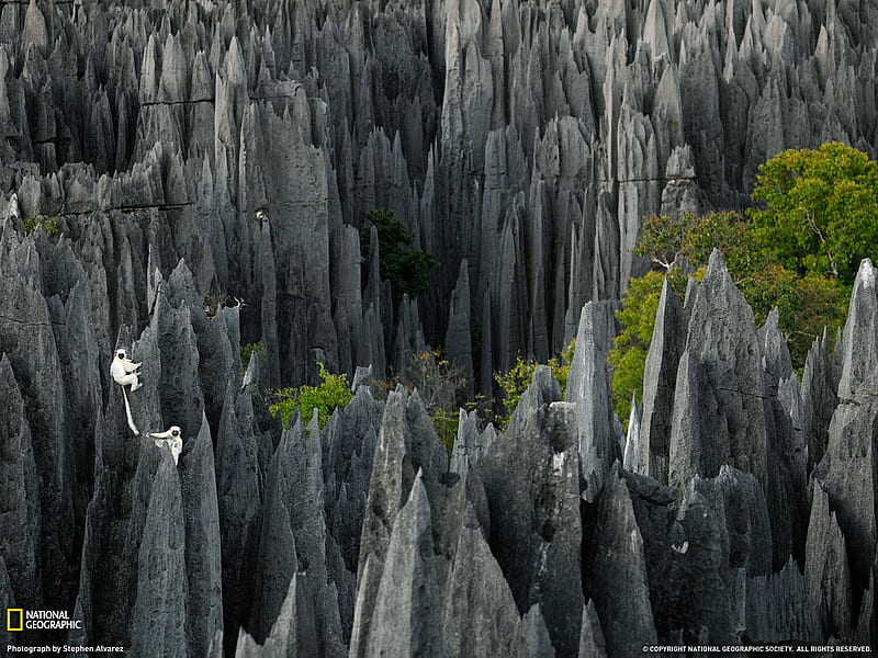 Lemurs Madagascar-National Geographic magazine, HD wallpaper