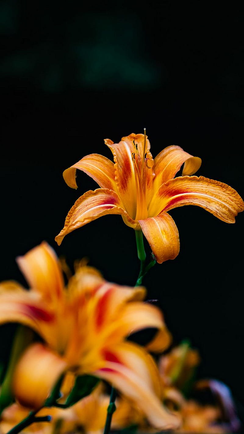 Day lily , flower, orange, HD phone wallpaper