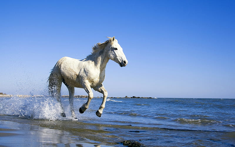 Horse-Running-On-Beach, beach, running, white, horse, HD wallpaper