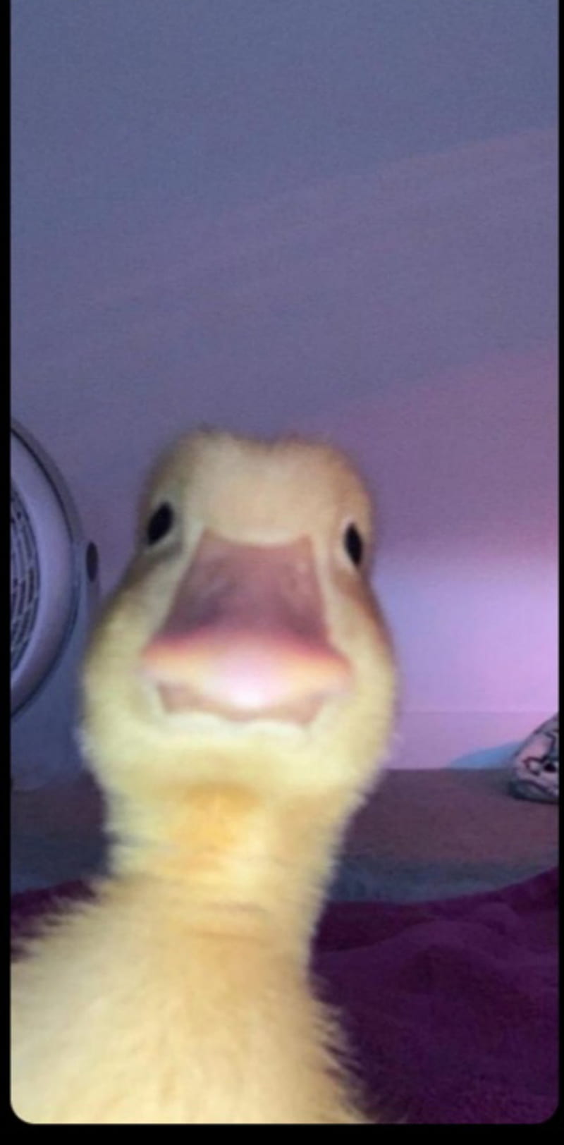 Ducky, duck, meme, HD phone wallpaper