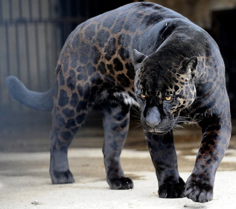 Panther, leopard, black panther, cat, animal, HD wallpaper