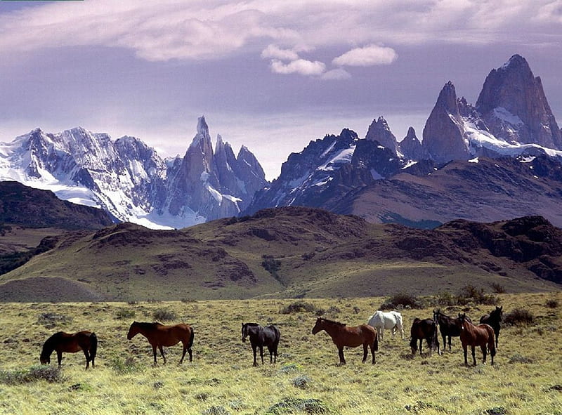Steppe, mongolia, mountains, animals, horses, wild horses, HD wallpaper |  Peakpx