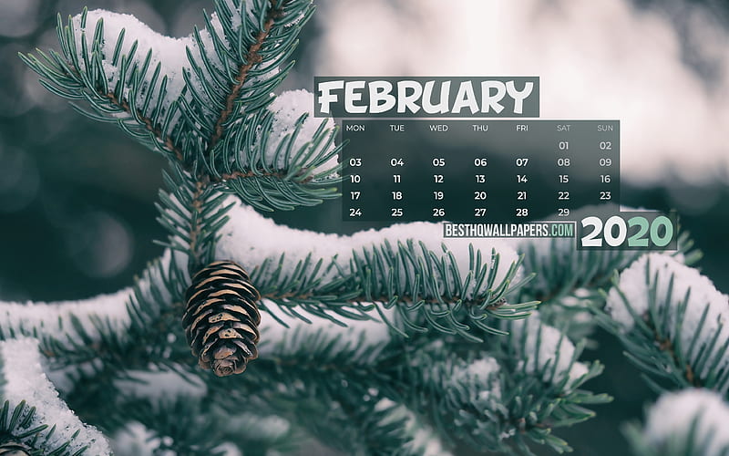 February 2020 Calendar, snowy fir tree, winter, 2020 calendar, February 2020, creative, February 2020 calendar with fir tree, Calendar February 2020, snow background, 2020 calendars, HD wallpaper